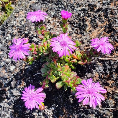 Erepsia inclaudens, photographed by Corli du Toit Smith