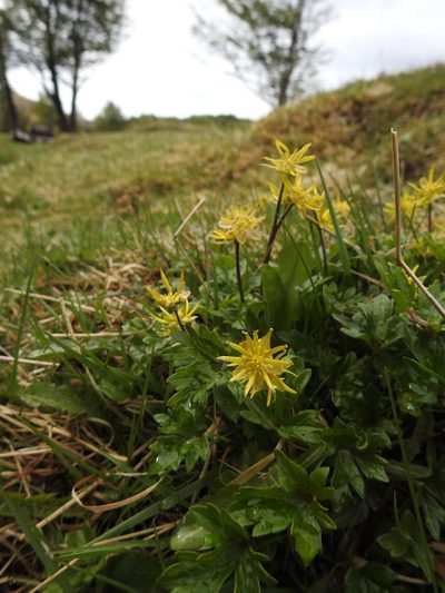 Hamadryas magellanica, photographed by María Regina Silva