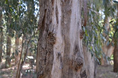 Eucalyptus camaldulensis, photographed by Lauu