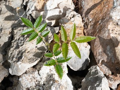 Comocladia dentata, photographed by caymanmatt