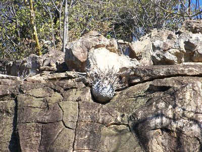 Pachypodium saundersii, photographed by Abby Darrah