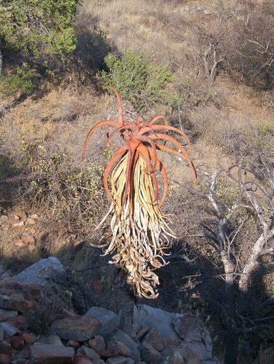 Aloe excelsa, photographed by Abby Darrah