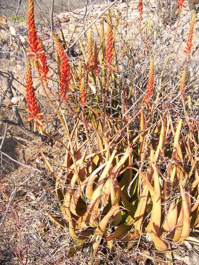 Aloe lutescens, photographed by Abby Darrah