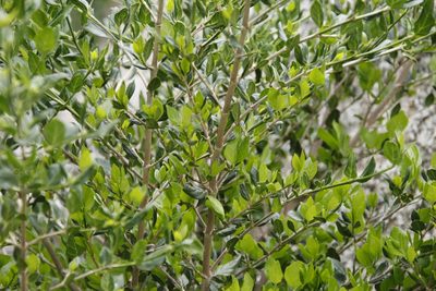 Afrocanthium mundianum, photographed by Tony Rebelo