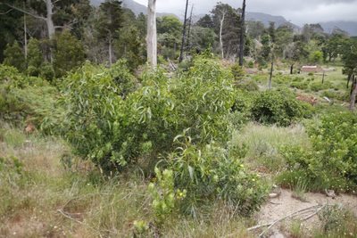 Acacia implexa, photographed by Tony Rebelo