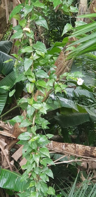 Thunbergia purpurata, photographed by Suvarna Parbhoo Mohan