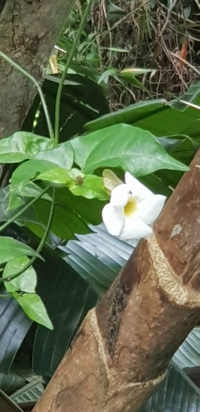 Thunbergia purpurata, photographed by Suvarna Parbhoo Mohan