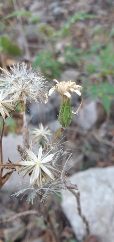 Jungia polita, photographed by Fede y Vani