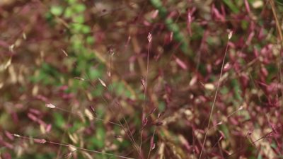 Eragrostis spectabilis, photographed by Jason Swanson