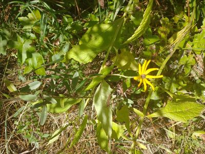 Helianthus angustifolius, photographed by Drew Meyer