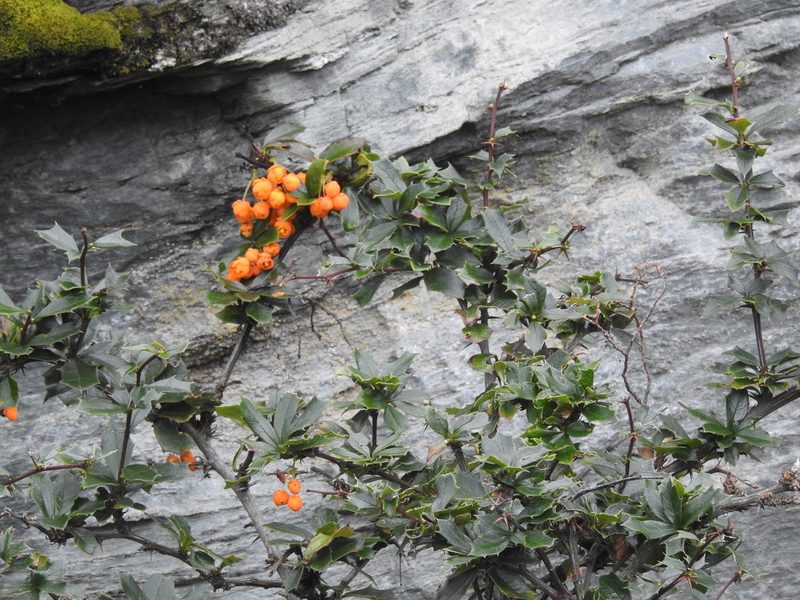 Berberis ilicifolia, photographed by María Regina Silva