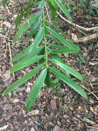 Podocarpus sellowii, photographed by B. Phalan