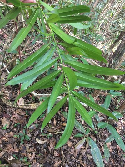 Podocarpus sellowii, photographed by B. Phalan
