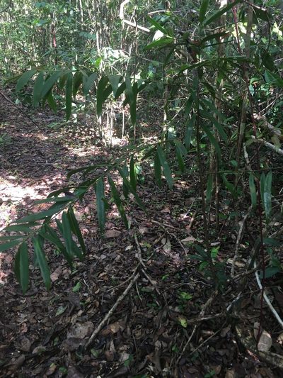 Podocarpus sellowii, photographed by B. Phalan