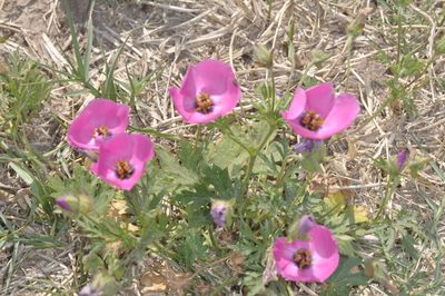Modiolastrum gilliesii, photographed by aacocucci