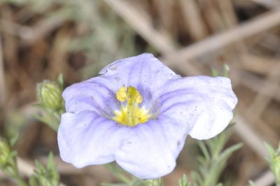 Nierembergia linariifolia, photographed by aacocucci