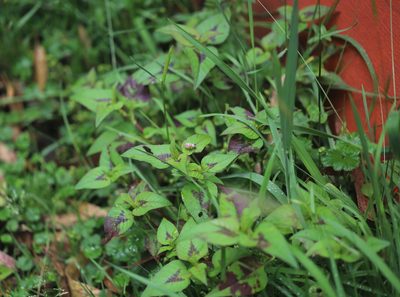 Persicaria nepalensis, photographed by Steven Bodzin