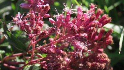 Eutrochium maculatum, photographed by Jason Swanson