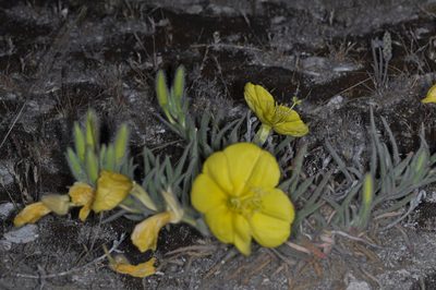 Oenothera odorata, photographed by aacocucci