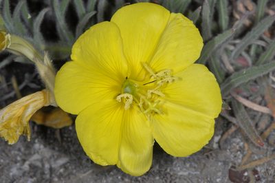 Oenothera odorata, photographed by aacocucci