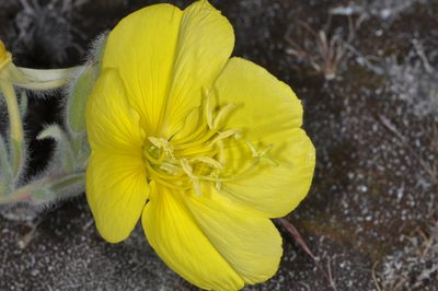 Oenothera odorata, photographed by aacocucci