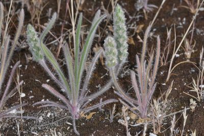 Plantago patagonica, photographed by aacocucci
