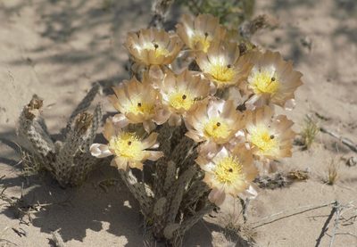 Pterocactus tuberosus, photographed by veonatura