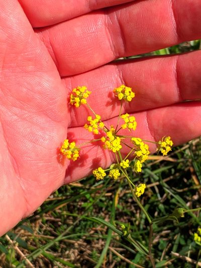 Bupleurum ranunculoides, photographed by Denys Vynokurov