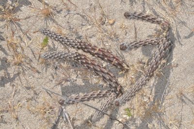 Pterocactus tuberosus, photographed by aacocucci