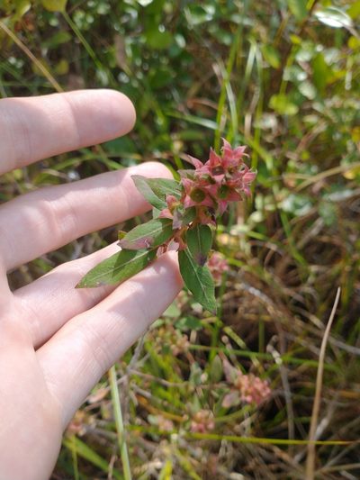 Ludwigia pilosa, photographed by Drew Meyer