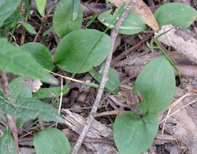 Chiloglottis valida, photographed by Peter Crowcroft