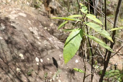 Ficus opposita, photographed by Greg Tasney