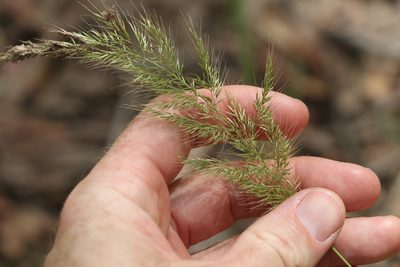 Dichelachne micrantha, photographed by Greg Tasney