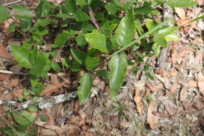 Ficus opposita, photographed by Greg Tasney