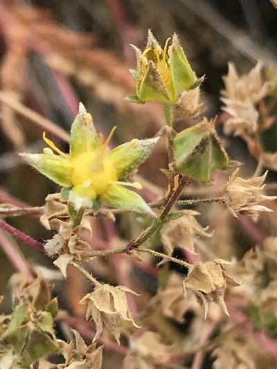 Potentilla sabulosa, photographed by Bruce Homer-Smith