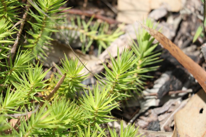 Melichrus procumbens, photographed by Greg Tasney