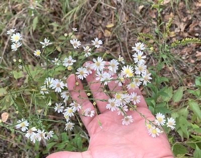Symphyotrichum drummondii, photographed by Northcut