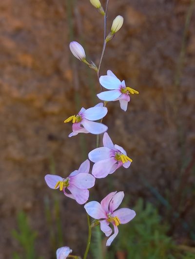 Ixia scillaris, photographed by Brian du Preez