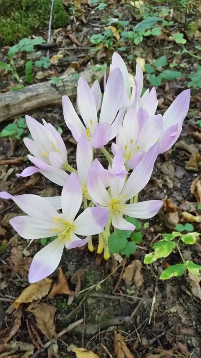 Colchicum speciosum, photographed by Eugene Popov