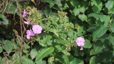Phlox paniculata, photographed by Jason Swanson
