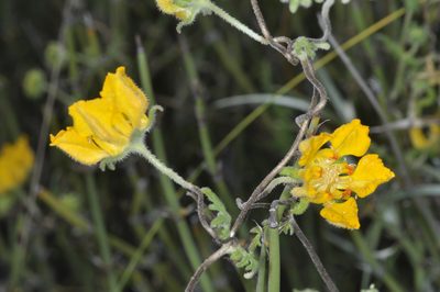 Pinnasa bergii, photographed by aacocucci