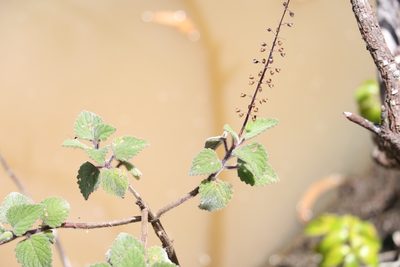 Coleus habrophyllus, photographed by Greg Tasney