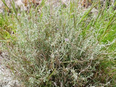Vittadinia gracilis, photographed by Alice Shanks