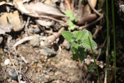 Coleus habrophyllus, photographed by Greg Tasney