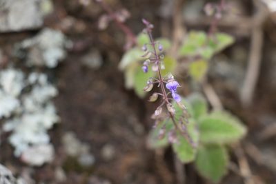 Coleus habrophyllus, photographed by Greg Tasney