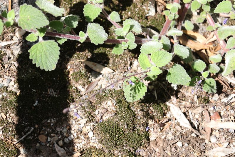 Coleus habrophyllus, photographed by Greg Tasney