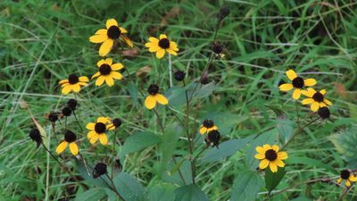 Rudbeckia triloba, photographed by Jason Swanson