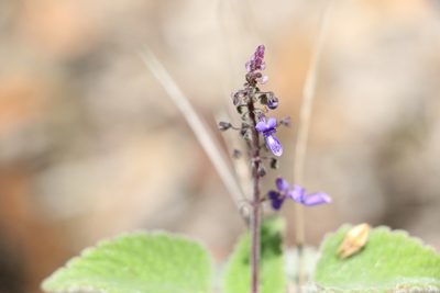 Coleus habrophyllus, photographed by Greg Tasney