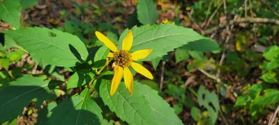 Heliopsis helianthoides