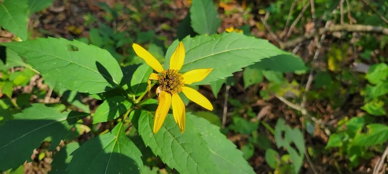 Heliopsis helianthoides, photographed by Judson Collins